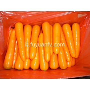 Nuovo raccolto di carote fresche